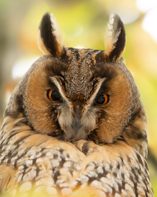 Long-eared owl - ransuil