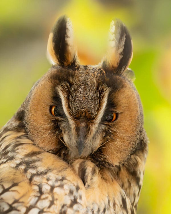Long-eared owl - ransuil