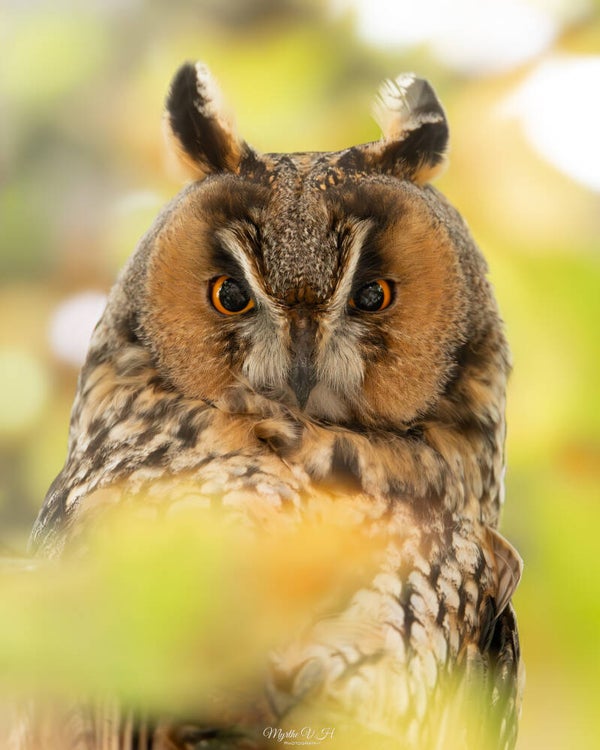 Long-eared owl - ransuil