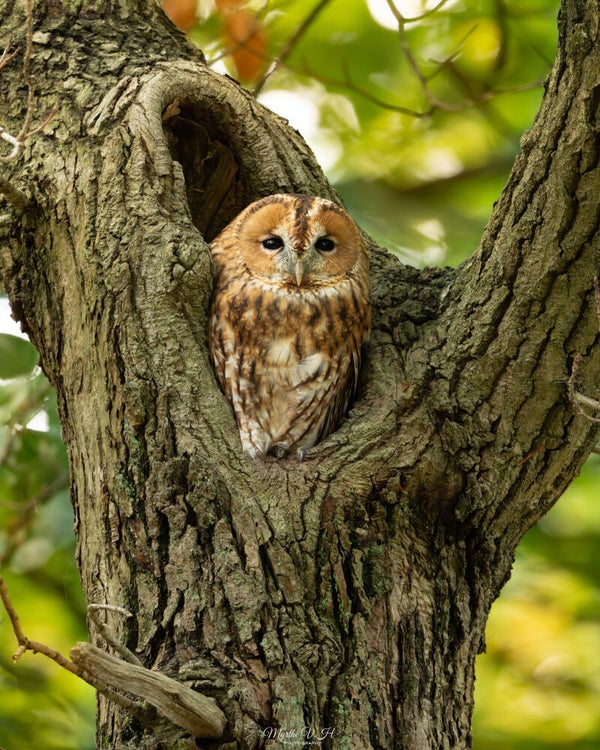 Tawny owl - Bosuil