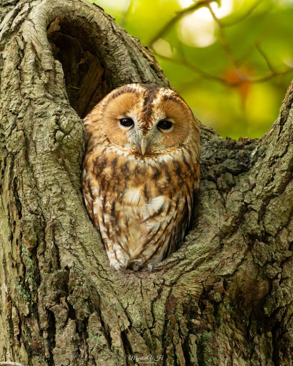 Tawny owl - Bosuil