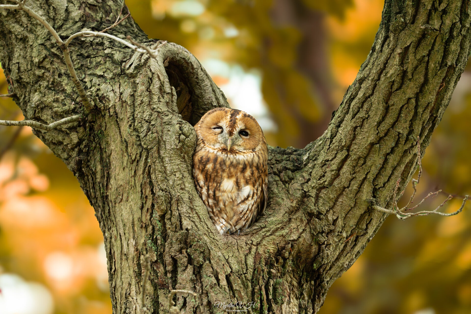 Tawny owl - Bosuil