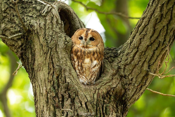 Tawny owl - Bosuil