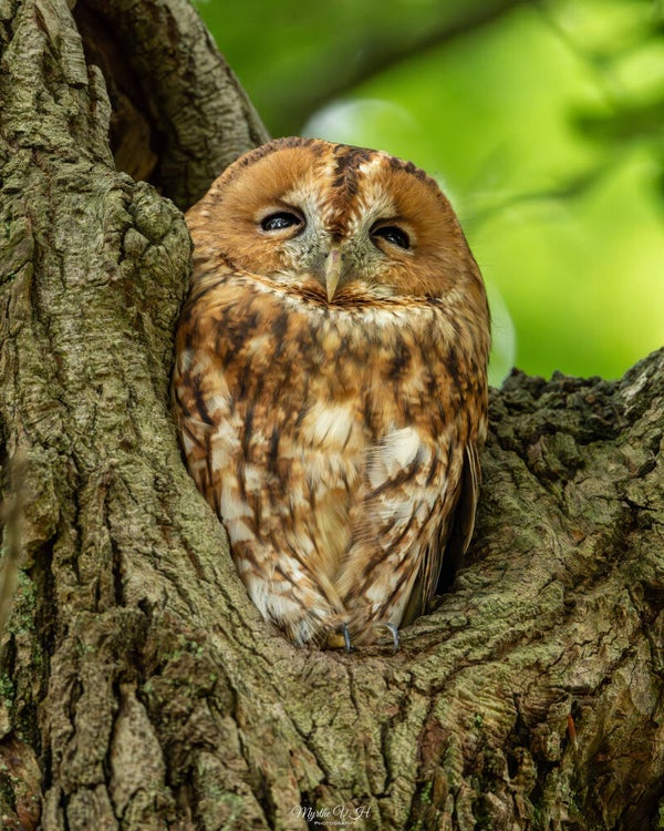 Tawny owl - Bosuil
