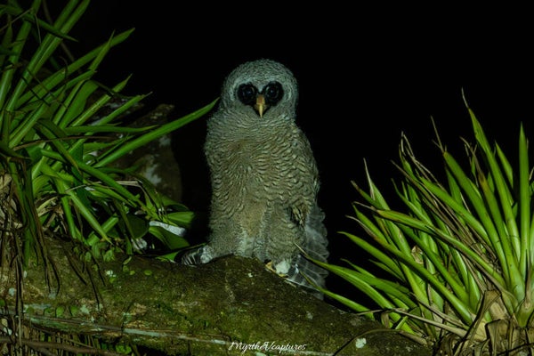 Black-and-white owl -  Zwart-witte bosuil