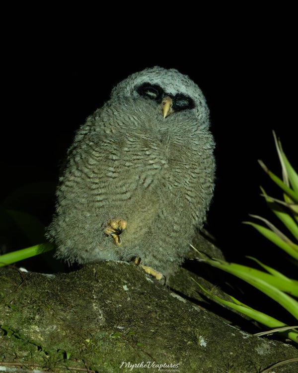 Black-and-white owl -  Zwart-witte bosuil