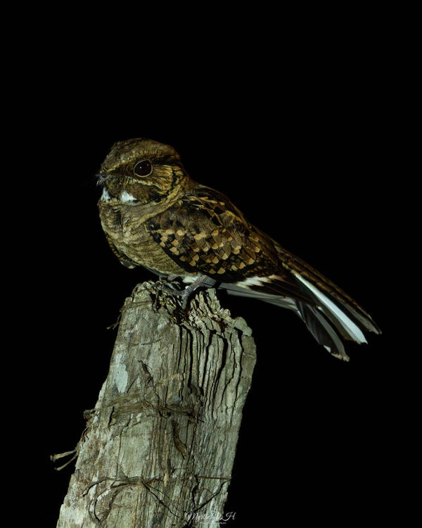 Common Pauraque -  pauraquenachtzwaluw