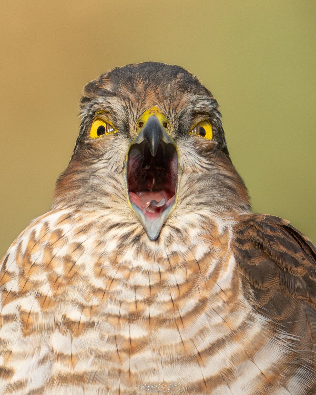 Sparrowhawk - Sperwer