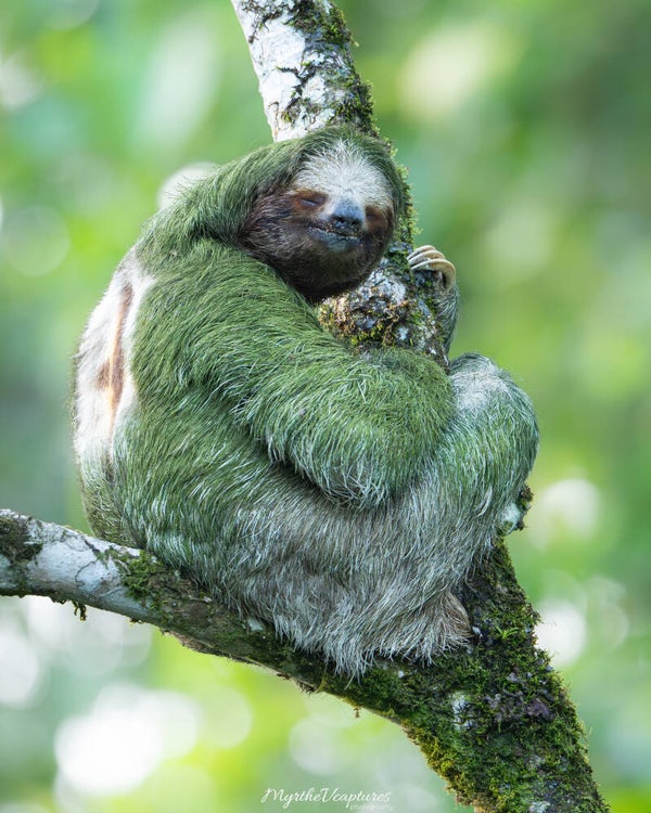 Brown-throated sloth - kapucijnluiaard