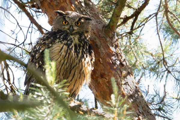 Eurasian eagle-owl - oehoe