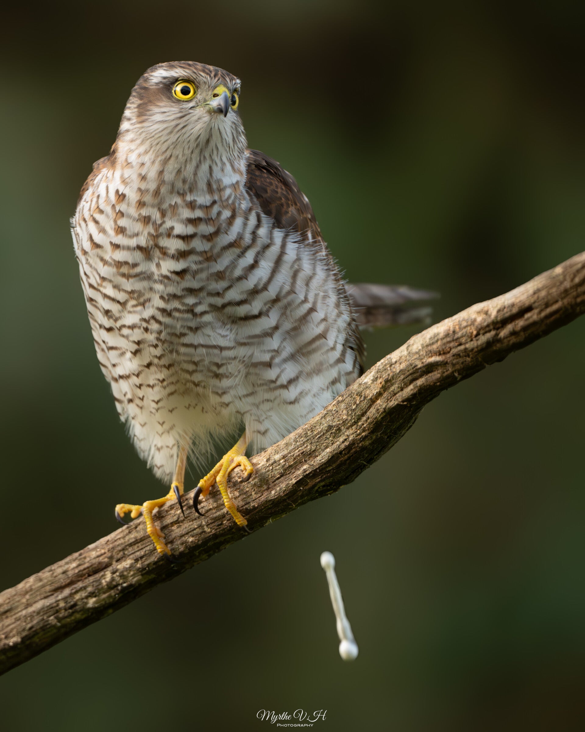 Sparrowhawk - Sperwer