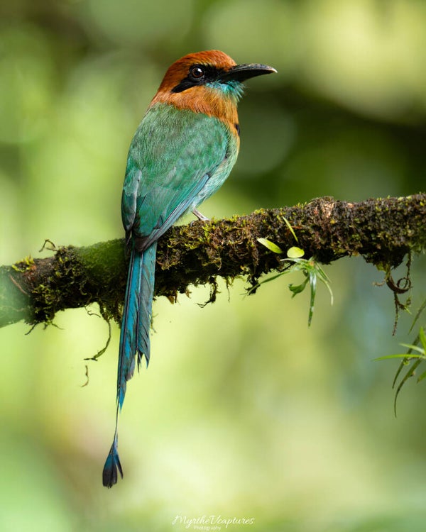 Broad-billed motmot - breedbekmotmot