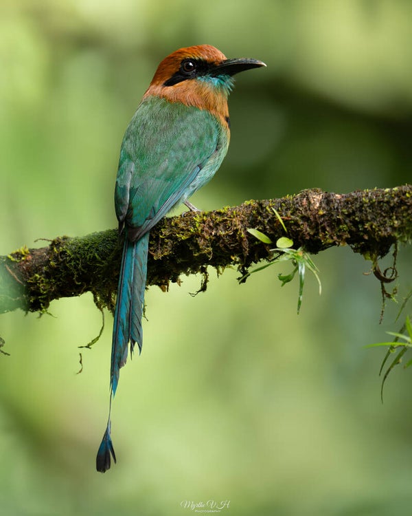 Broad-billed motmot - breedbekmotmot