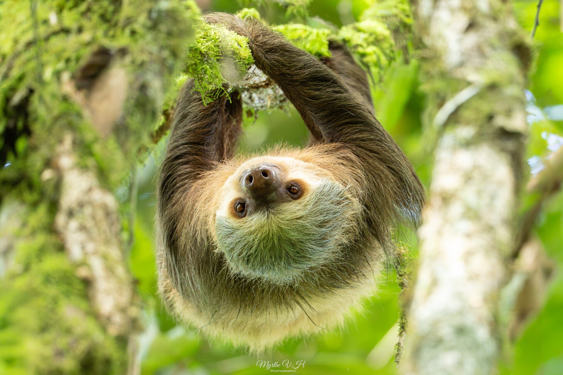 Hoffmann's two-toed sloth - hoffmannluiaard