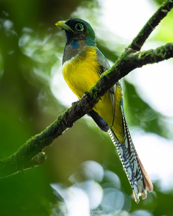 Black-throated trogon - zwartkeeltrogon