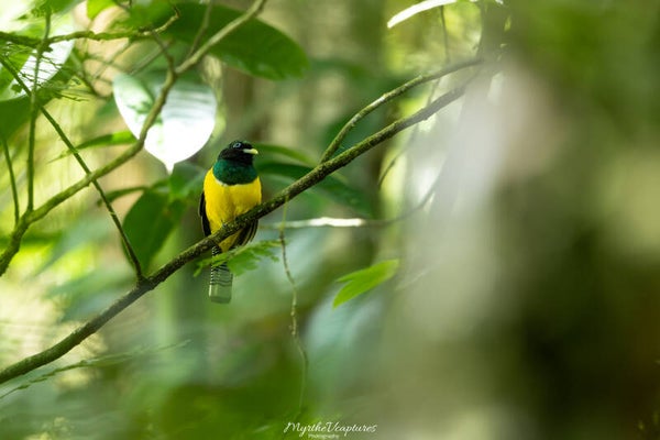 Black-throated trogon - zwartkeeltrogon