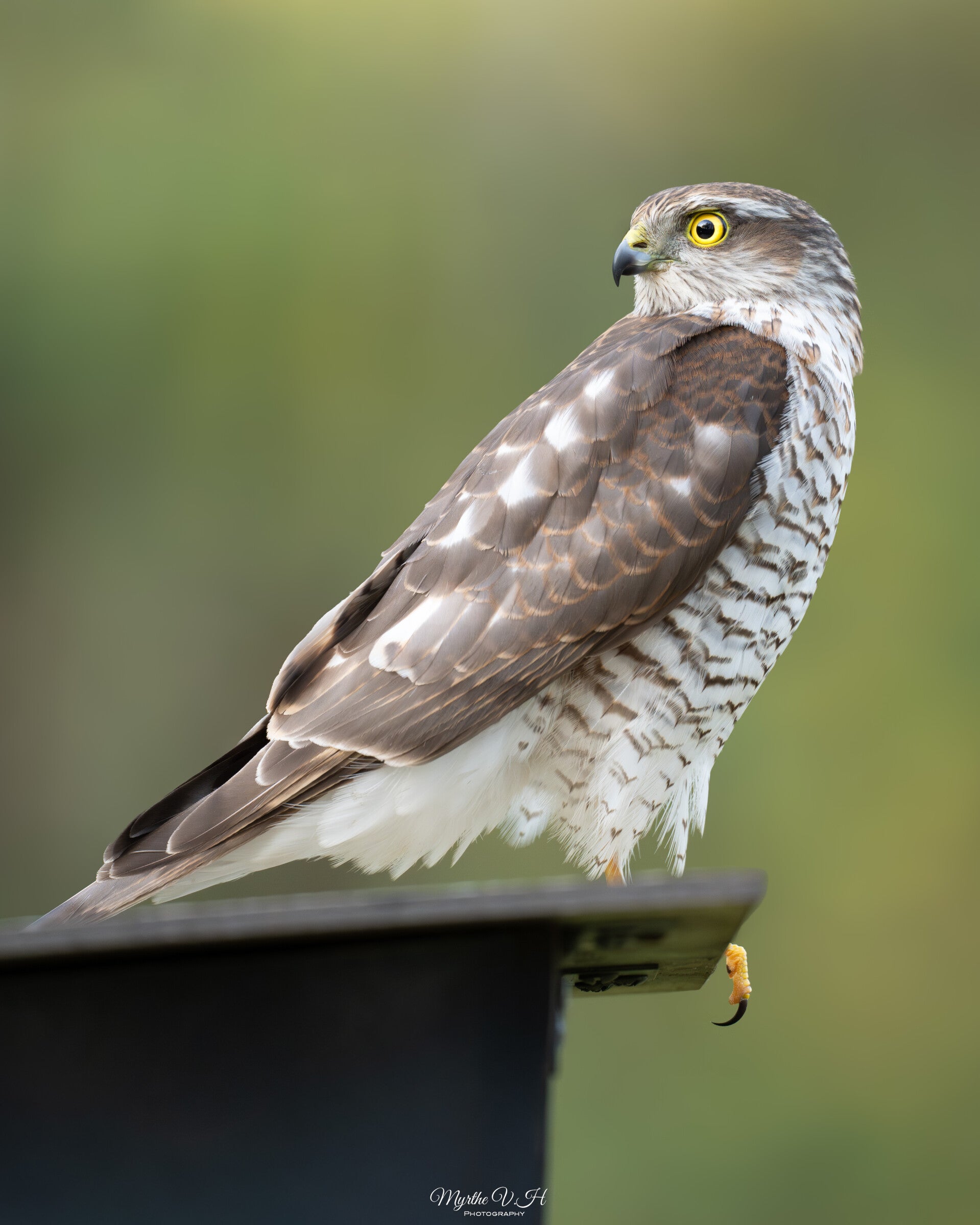 Sparrowhawk - Sperwer