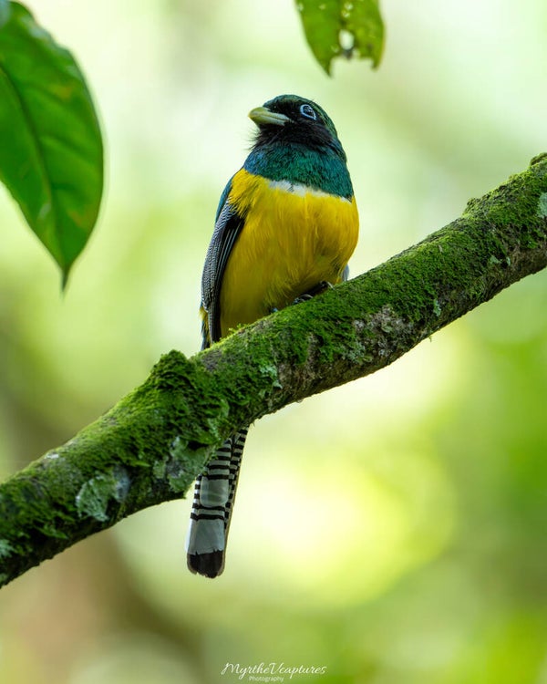Black-throated trogon - zwartkeeltrogon