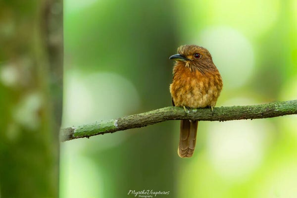 White-whiskered puffbird - witsnorbaardkoekoek