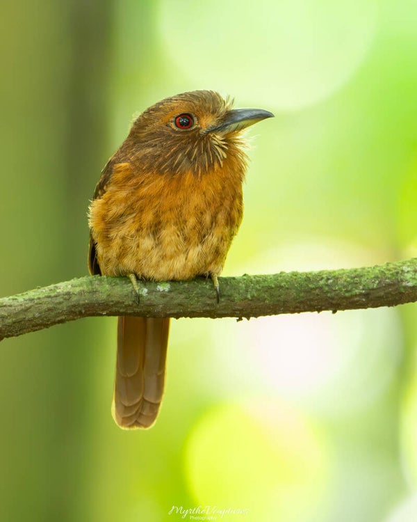White-whiskered puffbird - witsnorbaardkoekoek