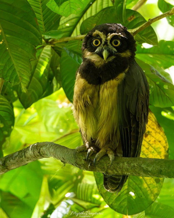 Spectacled owl - briluil