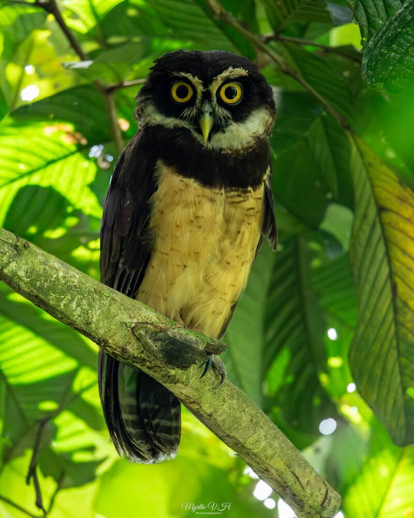 Spectacled owl - briluil