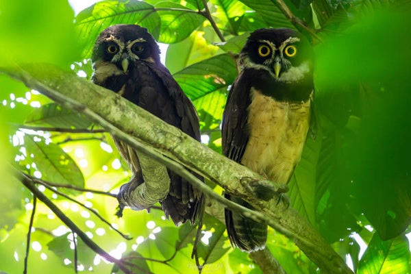 Spectacled owl - briluil