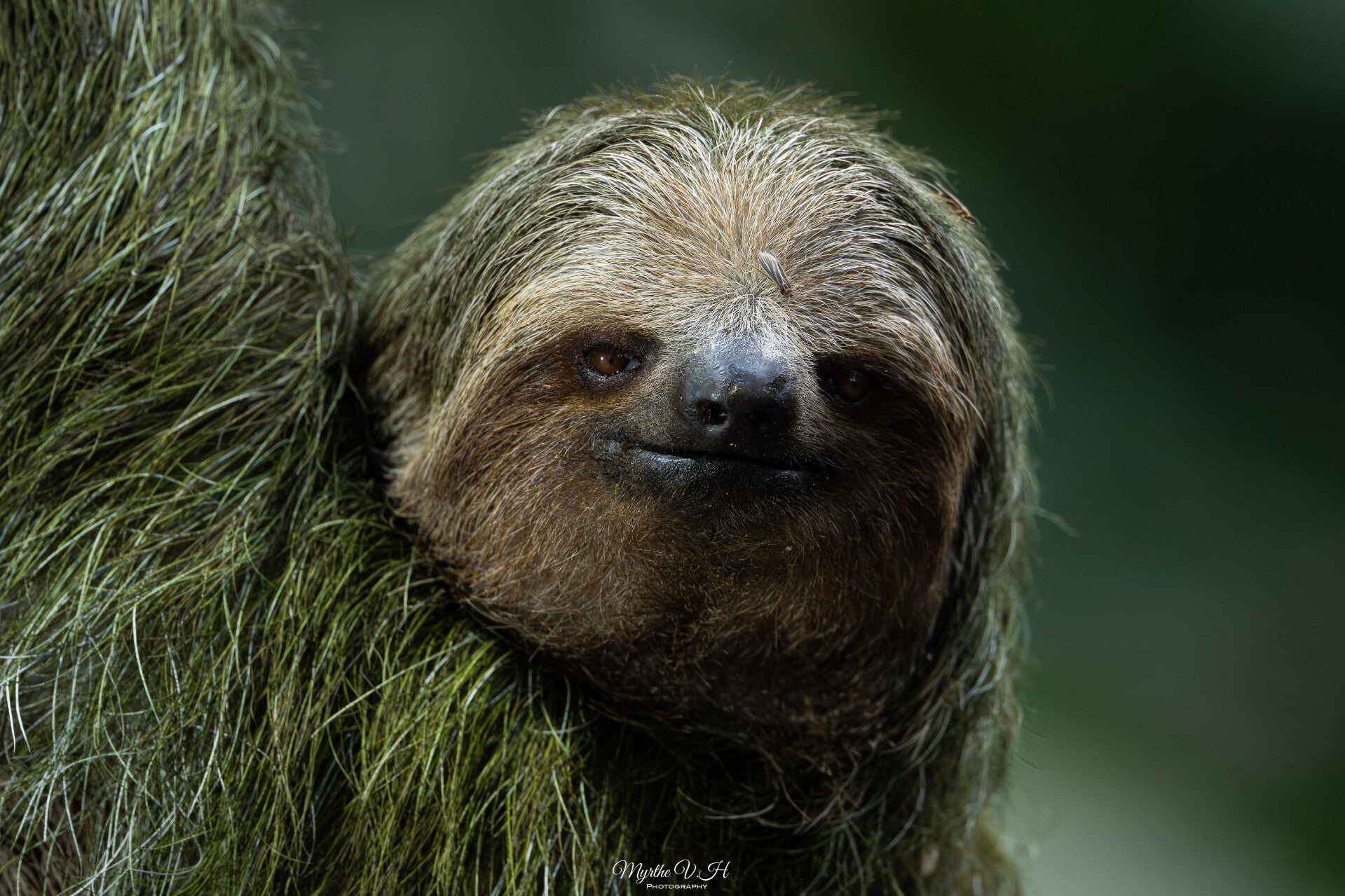 Brown-throated sloth - kapucijnluiaard
