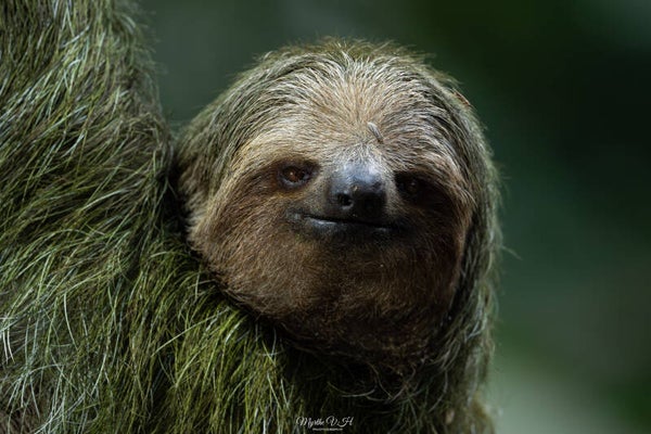 Brown-throated sloth - kapucijnluiaard