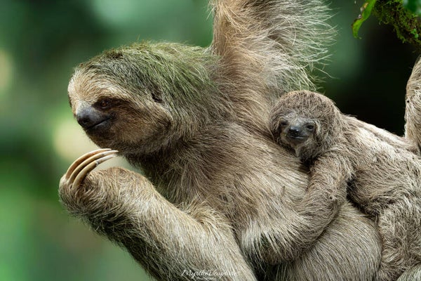 Brown-throated sloth - kapucijnluiaard