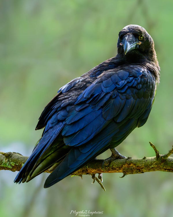Common raven - raaf
