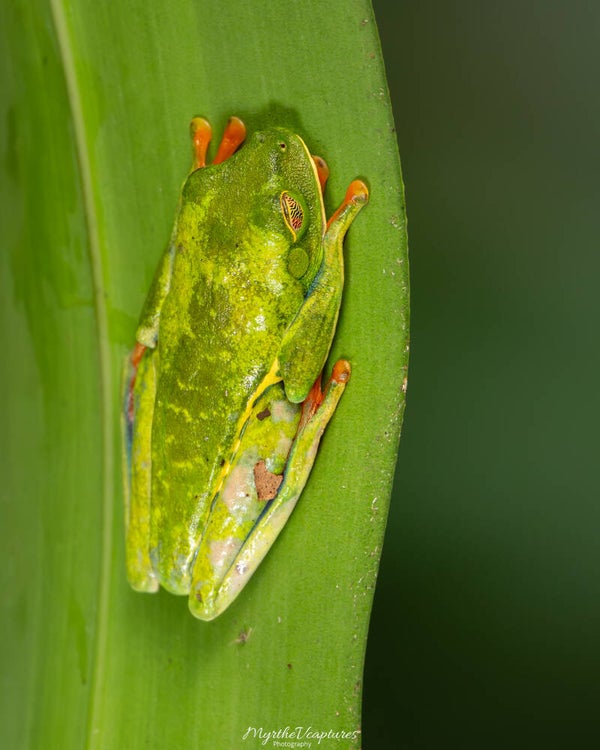 Red-eyed tree frog - roodoogmakikikker