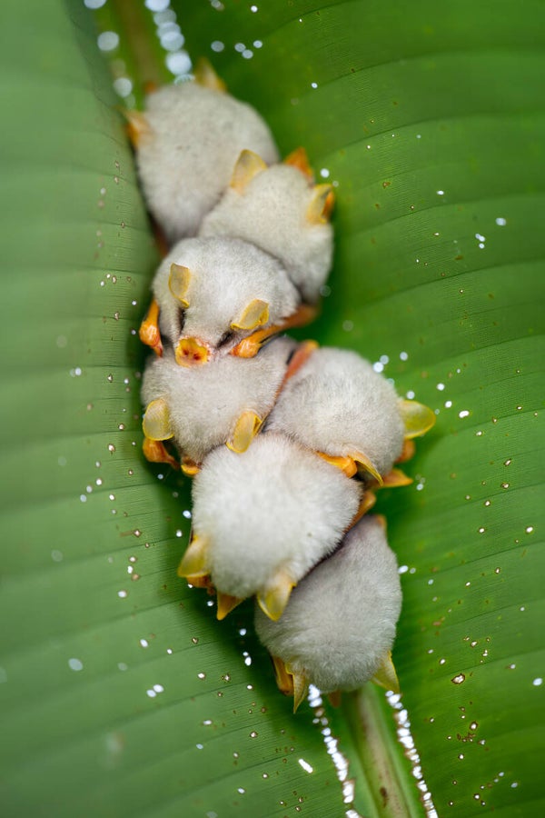 Honduran white bat - hondurese witte vleermuizen