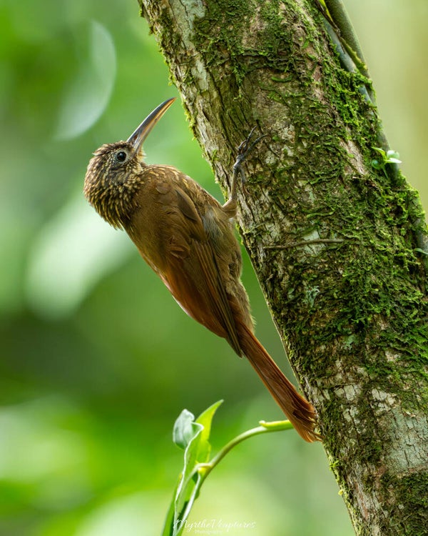 Coco woodcreeper - cocoaamuisspecht