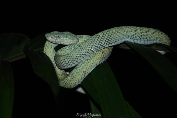 Side-striped palm pitviper - zijgestreepte palm-groefkopadder
