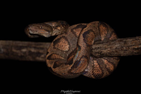 Annulated tree boa - ringboomboa