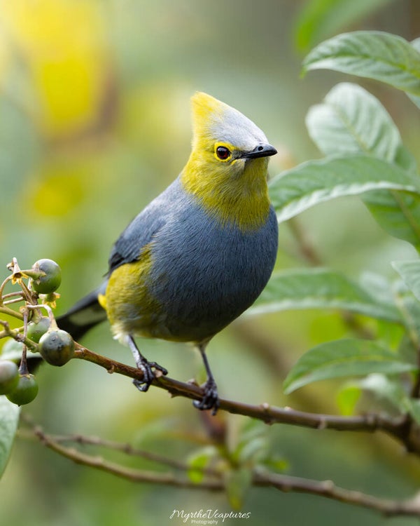 Long-tailed silky-flycatcher - langstaartzijdevliegenvanger.