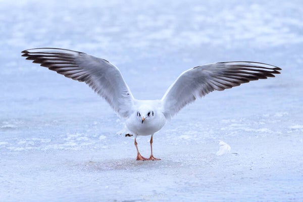 Black-headed gull - kokmeeuw