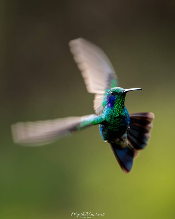 Sparkling Violetear - goulds violetoorkolibrie