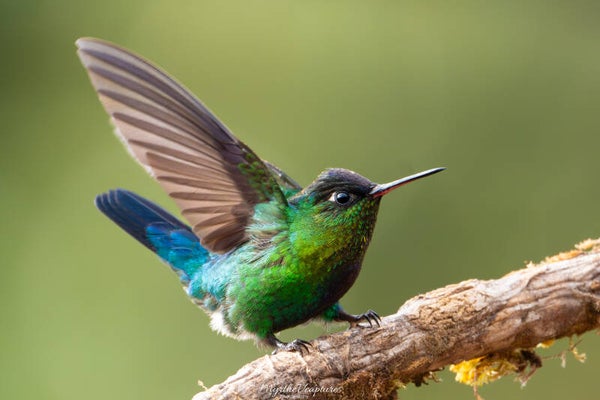 Fiery-throated hummingbird - Irazukolibrie
