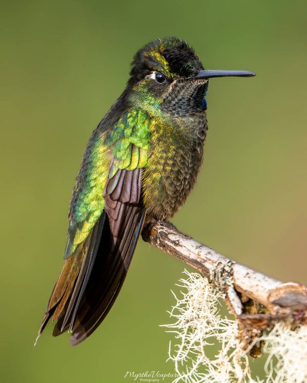 Talamanca hummingbird - Lawrence' kolibrie
