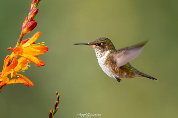 Scintillant humming bird - fonkelende kolibrie