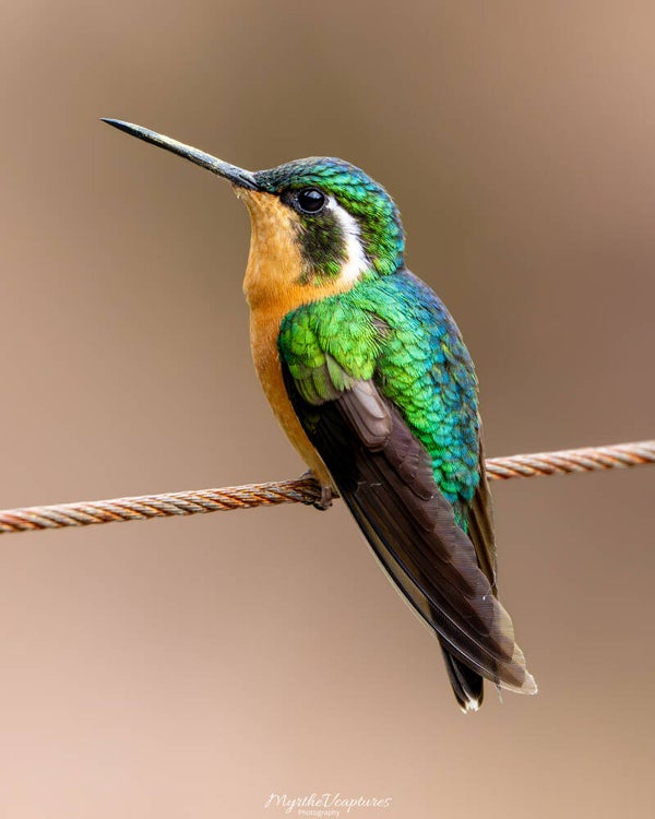 White-throated mountaingem - roodbuikjuweelkolibrie