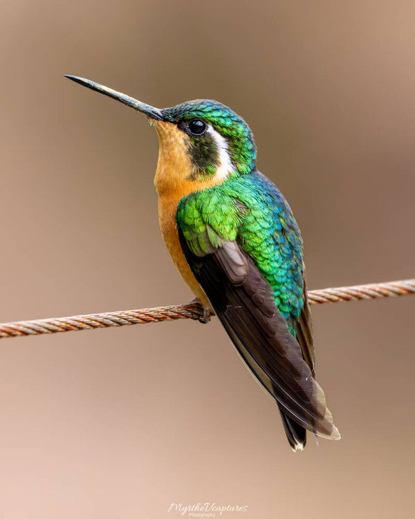 White-throated mountaingem - roodbuikjuweelkolibrie