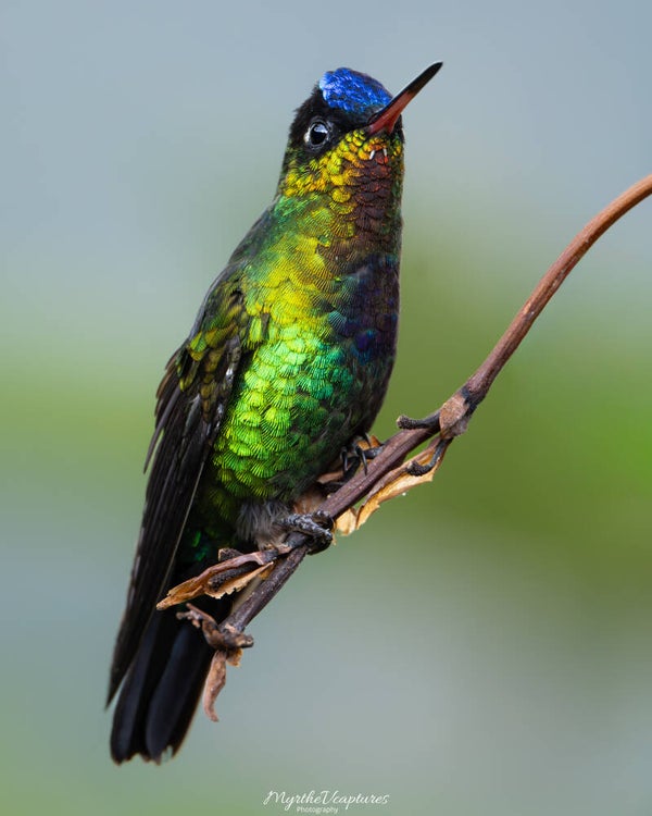 Fiery-throated hummingbird - Irazukolibrie