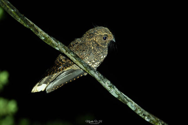 Dusky nightjar - zwarte nachtzwaluw