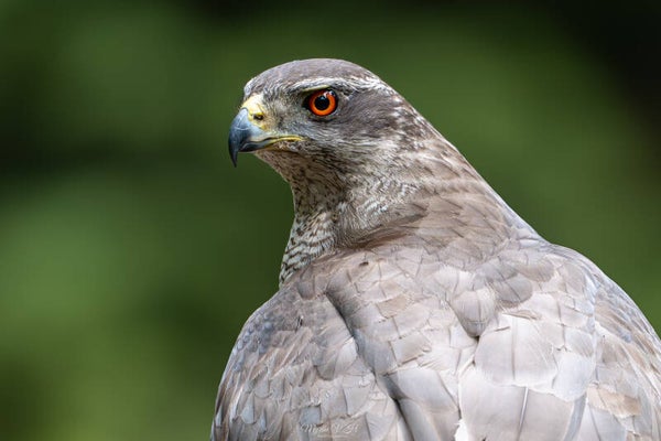 Northern goshawk - havik