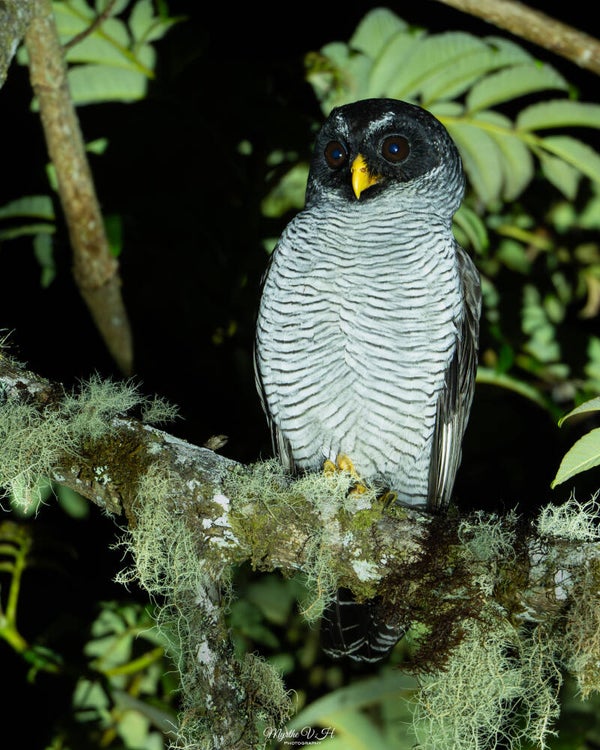 Black-and-white owl -  Zwart-witte bosuil