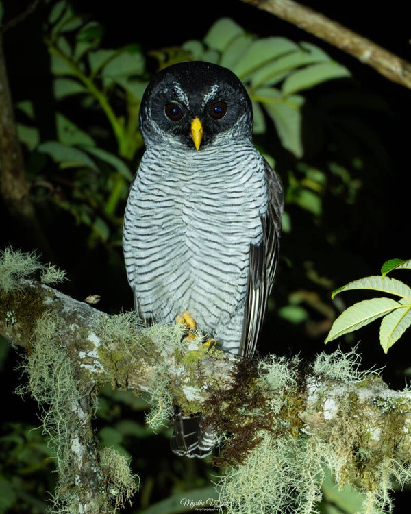 Black-and-white owl -  Zwart-witte bosuil