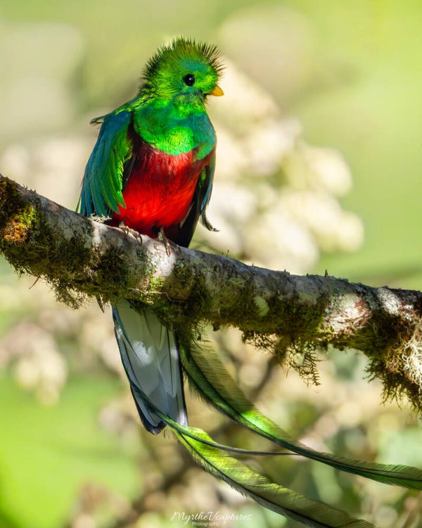 Resplendent quetzal